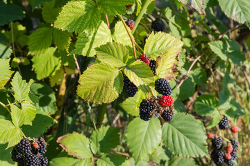 Branch of cultivated dewberry with ripe and unripe berries