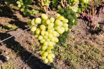 White grape bunch on grapevine on vineyard in sunny morning