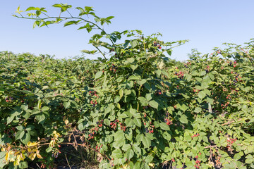 Fototapeta na wymiar Bushes of cultivated dewberry with ripe and unripe berries