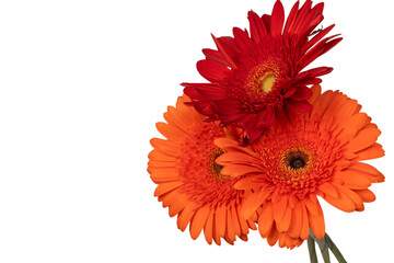 Red gerbera daisy flower isolated on a white.