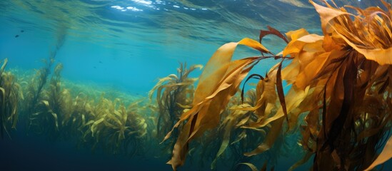 Fototapeta na wymiar Brown kelp moving beneath ocean surface With copyspace for text