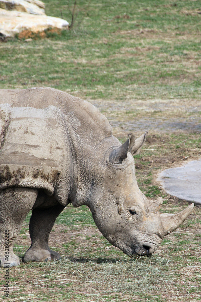 Wall mural african white rhinos at the zoo