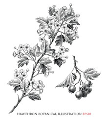 Hawthron botanical vintage illustration black and white clip art - 662864004