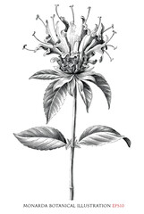 Monarda botanical vintage illustration black and white clip art - obrazy, fototapety, plakaty