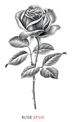 Rose vintage illustration black and white clip art - 662864034