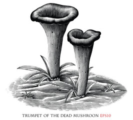 Trumpet of the dead botanical vintage illustration black and white clip art - 662864038