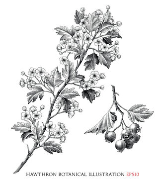 Hawthron botanical vintage illustration black and white clip art