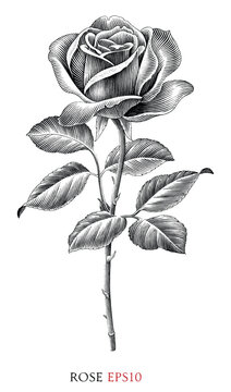 Rose vintage illustration black and white clip art