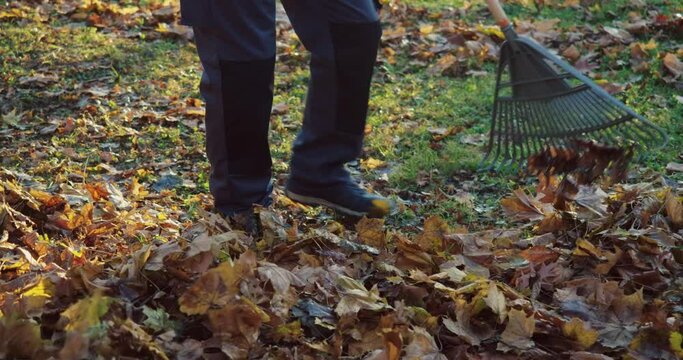 Caucasian male person in uniform raking dry fall leaves at city park. Close up of janitor cleaning city area during autumn season.