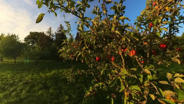 Apfelbaum mit saftigen roten &Auml;pfeln, Bio, Obst, Gesund, Vitamine, reif, Ernte, Apfelwein, Nahaufnahme, Drohne