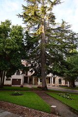 Zamora 