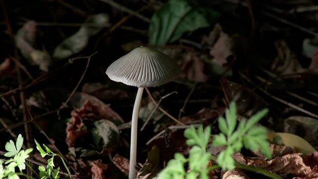 Parasola auricoma. A small, fragile, graceful mushroom with a grey folded cap. Mushroom with a grey folded cap.
