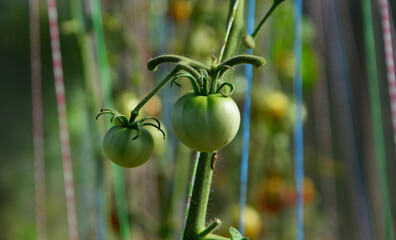 green tomatoes in the garden