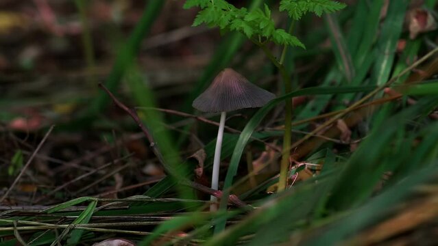 Parasola auricoma. A small, fragile mushroom with a grey folded cap that grows in leaf litter. Mushroom with a grey folded cap.
