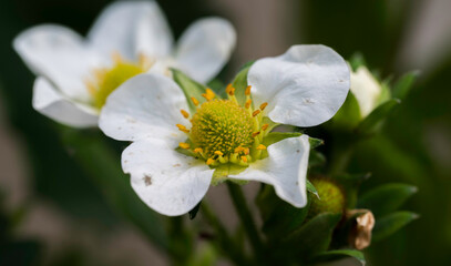 Obraz premium Close-up of white strawberry flower.
