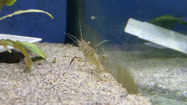 Eine Rotscheren Garnelle im Aquarium.