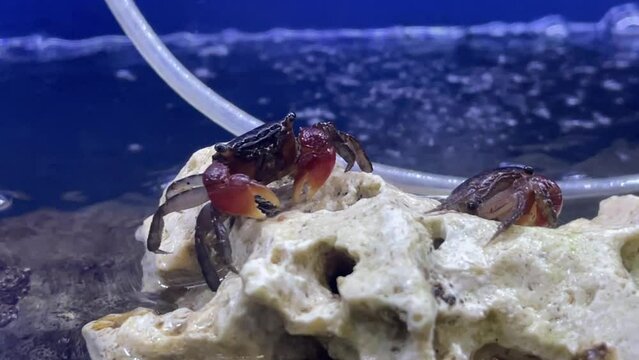 Eine kleine rote Krabbe im Aquarium.