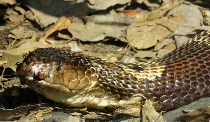 The monocled cobra, also called monocellate cobra and Indian spitting cobra. Close up of a cobra head.