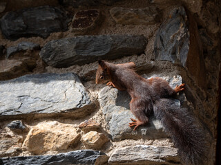 Bouldering Master Squirrel: Conquering the Stone Wall