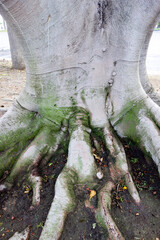 Moreton Bay Fig Aerial Surface Roots, San Diego, California
