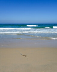 Breezy morning waves bring underwater brown algae kelp seaweed to sandy shores of Pacific Beach in San Diego, California