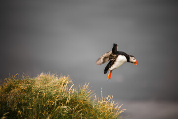The Puffin's Leap of Faith