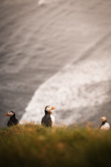 The Puffin Tribe