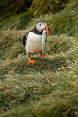 Puffin with Fish in Iceland