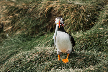 Puffin's Catch of the Day