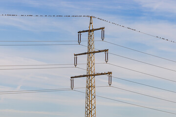 Ein großer Strommast mit vielen rastenden Vögeln
