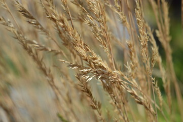 Golden cereals in the field