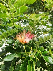 Rain tree flower, Samanea saman