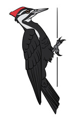 Red headed woodpecker illustration