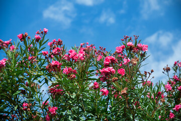 oleander różowe kwiaty na tle niebieskiego nieba - obrazy, fototapety, plakaty