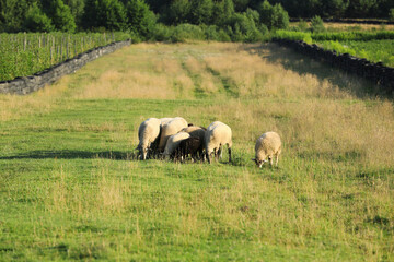 Obraz na płótnie Canvas Many beautiful sheep and lambs grazing on pasture. Farm animal