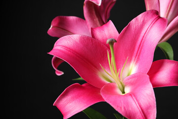 Beautiful pink lily flowers on black background, closeup