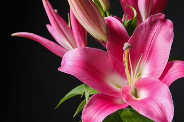 Beautiful pink lily flowers on black background, closeup