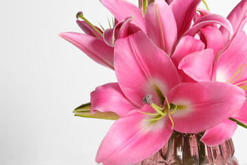 Beautiful pink lily flowers on light background, closeup. Space for text
