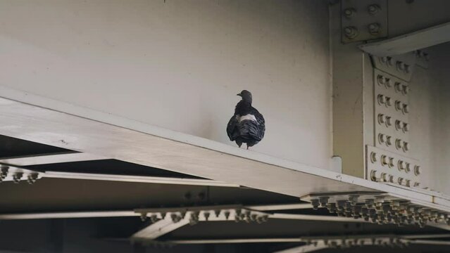 The pigeon sits on a metal beam under the bridge and washes. Shooting urban birds