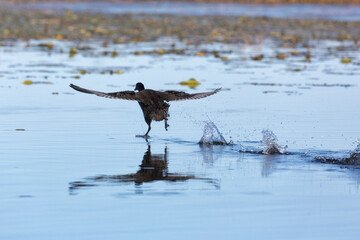 Eurasian coot runs on water to take off