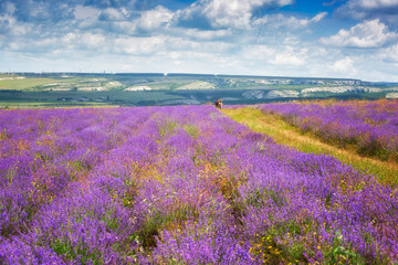 Naklejka premium Cyclists ride along a field of blooming lavender