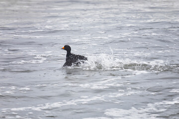 Black scoter bird sits on the water. South Kurils