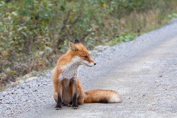 Young red fox sitting on the road