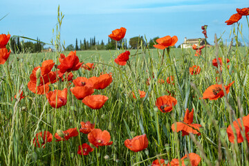 Red blooming poppy flowers growing on green grassy meadow on summer day under blue sky
