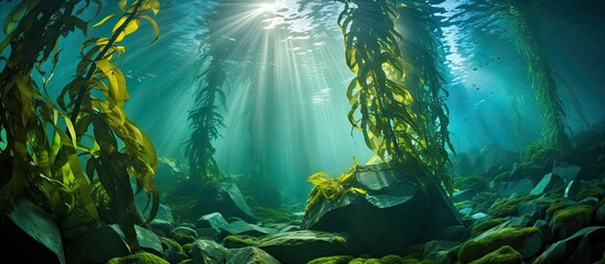 Macrocystis pyrifera thrives in a dense underwater California forest brimming with diverse marine life With copyspace for text - obrazy, fototapety, plakaty