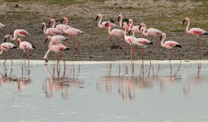 flamingos at the lake, De Hoop Nature Reserve, Overberg, South Africa