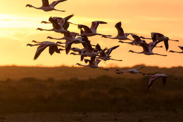Fototapeta na wymiar flying flamingos durung sunset, De Hoop Nature Reserve, Overberg, South Africa