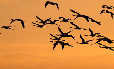 flamingos in flight during sunset, De Hoop Nature Reserve, Overberg, South Africa