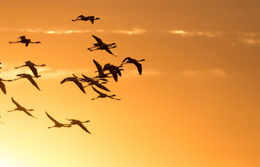 flying flamingos during a beautiful sunset,  De Hoop Nature Reserve, Overberg, South Africa