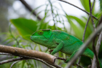 Parson's chameleon is a species of chameleon endemic to Madagascar